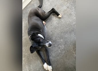 BLANCA ❤️ Sonnenschein Familienhündin, Pflegefamilie Bochum