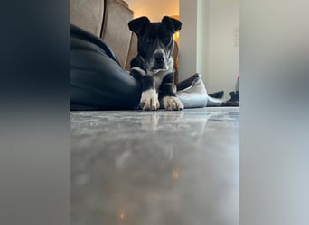 BLANCA ❤️ Sonnenschein Familienhündin, Pflegefamilie Bochum