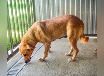 Greta – Sanfte Retriever-Mischlingshündin sucht ihr Für-immer-Zuhause