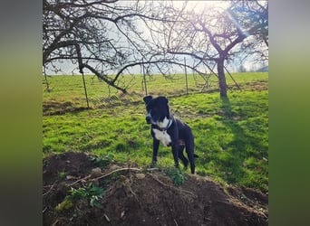 BLANCA ❤️ Sonnenschein Familienhündin, Pflegefamilie Bochum