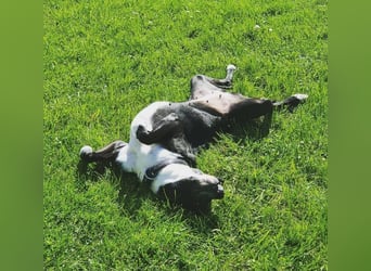 BLANCA ❤️ Sonnenschein Familienhündin, Pflegefamilie Bochum