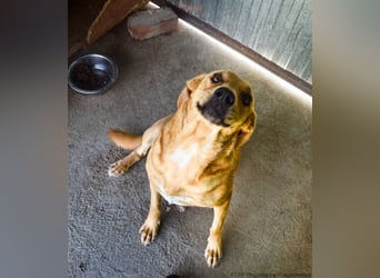 Greta – Sanfte Retriever-Mischlingshündin sucht ihr Für-immer-Zuhause