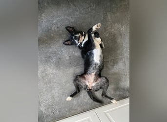 BLANCA ❤️ Sonnenschein Familienhündin, Pflegefamilie Bochum