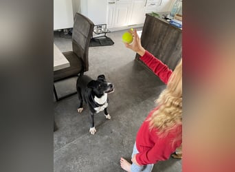 BLANCA ❤️ Sonnenschein Familienhündin, Pflegefamilie Bochum