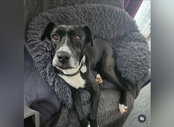 BLANCA ❤️ Sonnenschein Familienhündin, Pflegefamilie Bochum