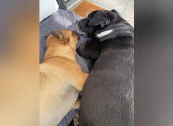 BLANCA ❤️ Sonnenschein Familienhündin, Pflegefamilie Bochum