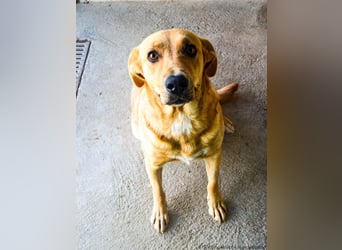 Greta – Sanfte Retriever-Mischlingshündin sucht ihr Für-immer-Zuhause