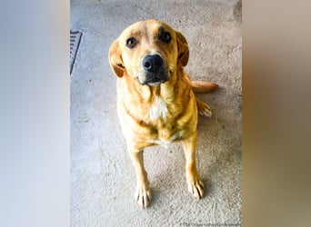 Greta – Sanfte Retriever-Mischlingshündin sucht ihr Für-immer-Zuhause