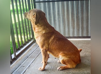 Greta – Sanfte Retriever-Mischlingshündin sucht ihr Für-immer-Zuhause