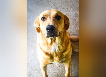 Greta – Sanfte Retriever-Mischlingshündin sucht ihr Für-immer-Zuhause