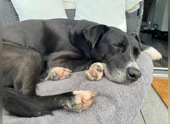 BLANCA ❤️ Sonnenschein Familienhündin, Pflegefamilie Bochum