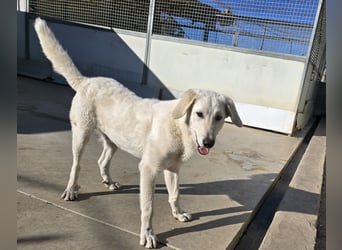 Teo:  er wäre gern Familienhund