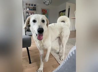 Teo:  er wäre gern Familienhund