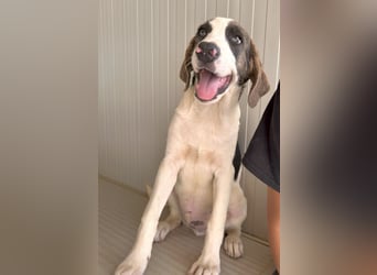 Carlo: ihn muss man lieb haben