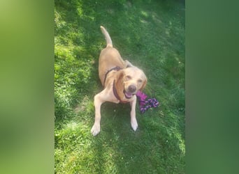 Cirilo: sucht Streichelhände und Garten