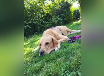 Cirilo: sucht Streichelhände und Garten