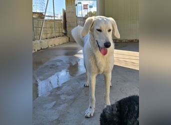 Teo:  er wäre gern Familienhund