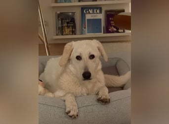 Teo:  er wäre gern Familienhund