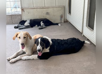 Trilly: ein Schatz für die ganze Familie