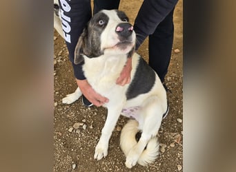 Carlo: was will man mehr?