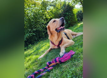 Cirilo: wünscht sich einen Garten und 1000 Streichelhände