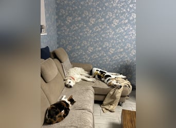 Anouk: Angsthäschen sucht Familienanschluss