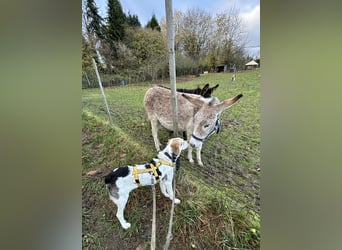 Anouk: Angsthäschen sucht Familienanschluss