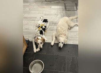 Anouk: besonderer Hund für besondere Menschen