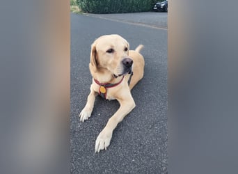 Cirilo: sucht Streichelhände und Garten