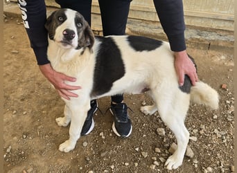 Carlo: was will man mehr?