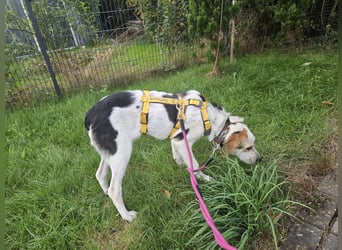 Anouk: suche Herzensmensch mit Hund