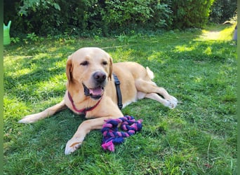 Cirilo: sucht Streichelhände und Garten