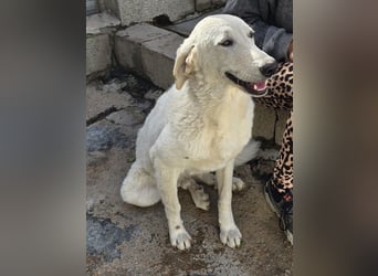 Teo:  er wäre gern Familienhund