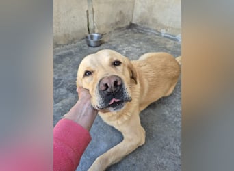 Cirilo: sucht Streichelhände und Garten