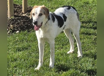 Anouk: besonderer Hund für besondere Menschen