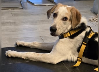 Anouk: suche Herzensmensch mit Hund