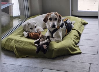 Anouk: besonderer Hund für besondere Menschen