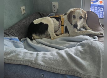Anouk: suche Herzensmensch mit Hund