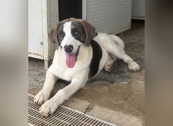 Carlo: was will man mehr?