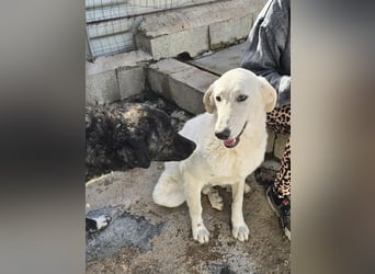 Teo:  er wäre gern Familienhund