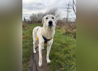 Teo:  er wäre gern Familienhund