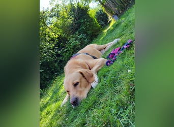 Cirilo: wünscht sich einen Garten und 1000 Streichelhände