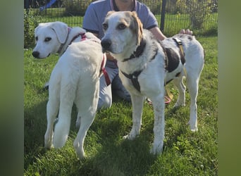Anouk: suche Herzensmensch mit Hund