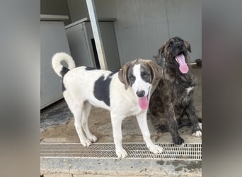 Carlo: was will man mehr?