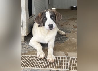 Carlo: ihn muss man lieb haben