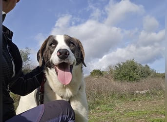 Carlo: was will man mehr?