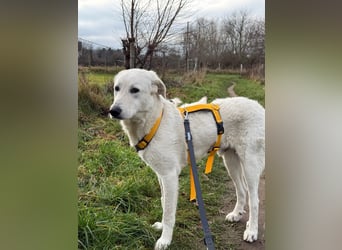 Teo:  er wäre gern Familienhund