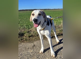 Anouk: besonderer Hund für besondere Menschen