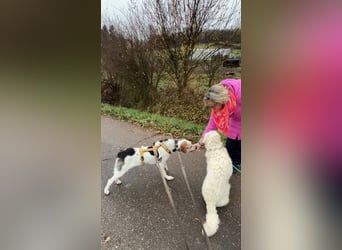 Anouk: Angsthäschen sucht Familienanschluss