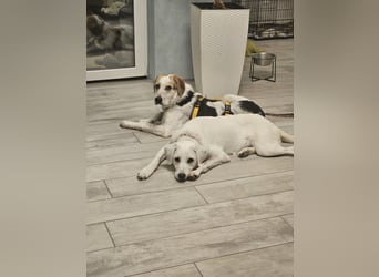 Anouk: suche Herzensmensch mit Hund